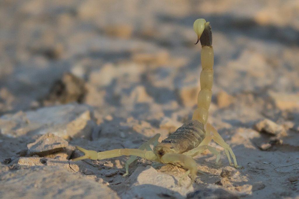Deathstalker scorpion (Leiurus quinquestriatus) with its tail raised