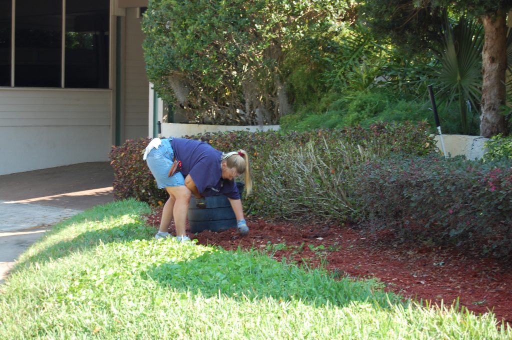 A landscaper working in a mulched garden bed beside trimmed hedges