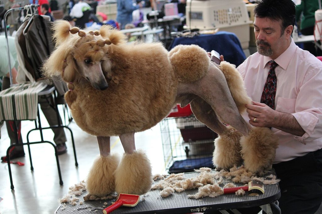 Groomer clipping a poodle on a grooming table