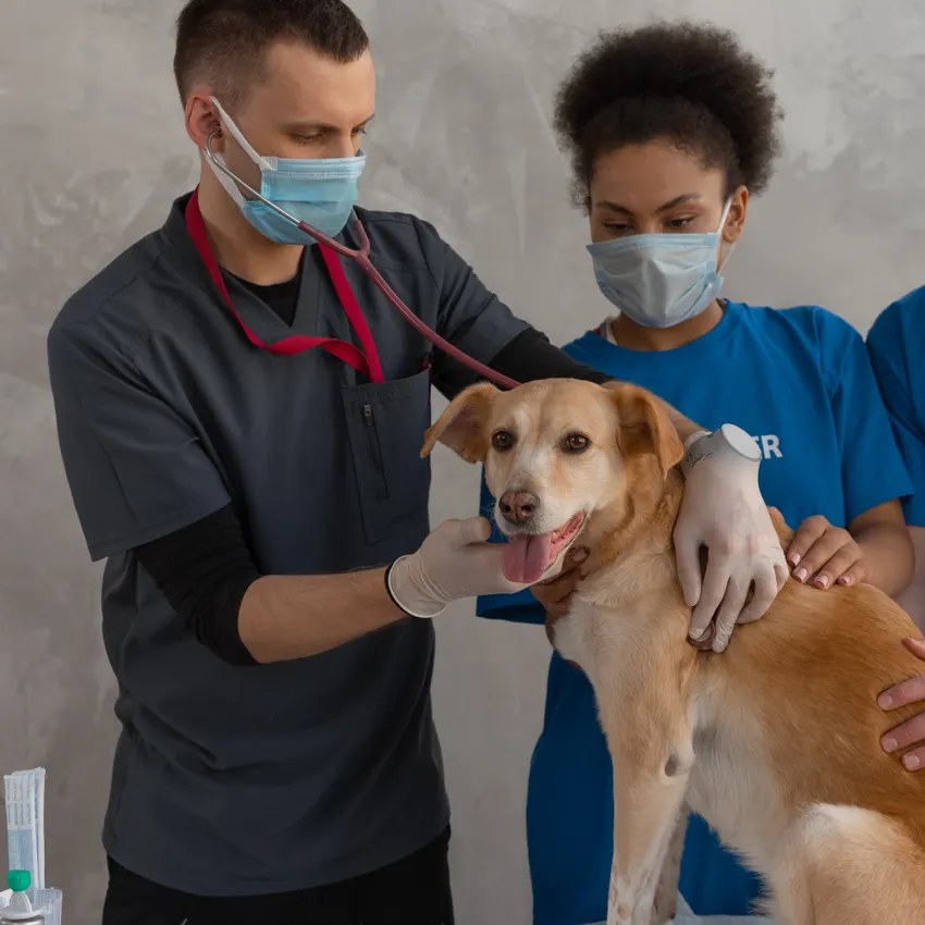 Veterinarian examining a dog with a stethoscope at a clinic